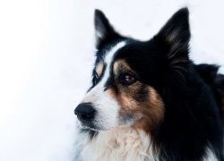 Percy der Stallhund