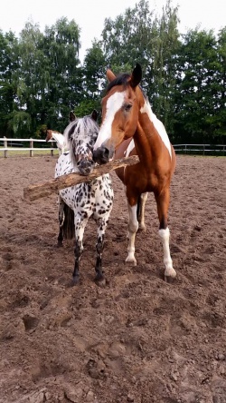 Ponys_2_Luebbenhof