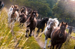 Ponys_luebbenhof